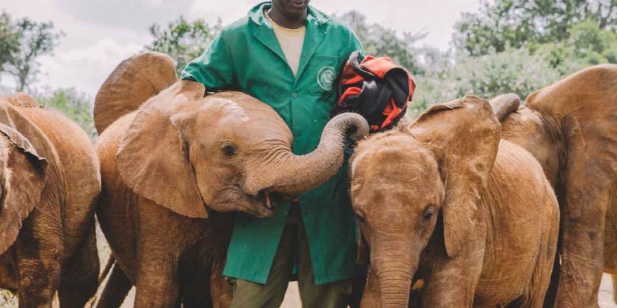 David Sheldrick Elephant Orphanage Nairobi Kenya