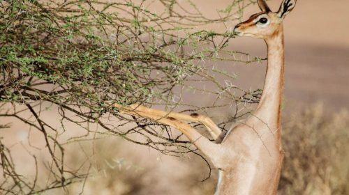 Gerenuk at Samburu National Reserve in Kenya Special 5 of Samburu