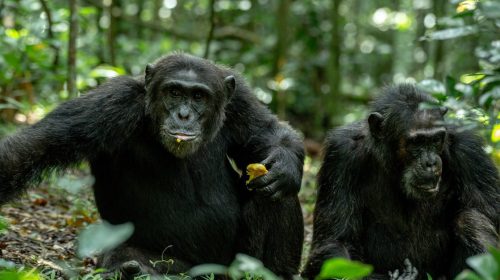 Kibale National Park