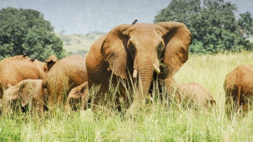 Kidepo Valley National Park