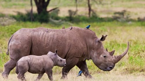 Lake Nakuru National Park rhinos