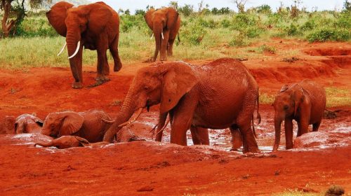 Red elephants Tsavo East National Park Kenya