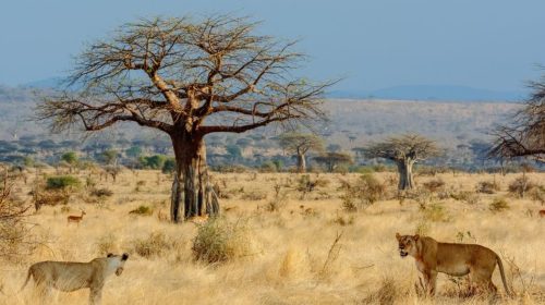 Ruaha National Park