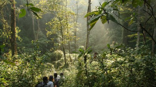 Uganda Gorilla Trekking tours -Bwindi Impenetrable National Park